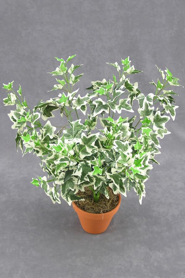 Artificial Varigated Holland Ivy Greenery Bush (Lot Of 1)  |   Artificial Greenery, Foliage And Leaves Artificial Greenery, Foliage And Leaves Artificial Greenery, Foliage And Leaves